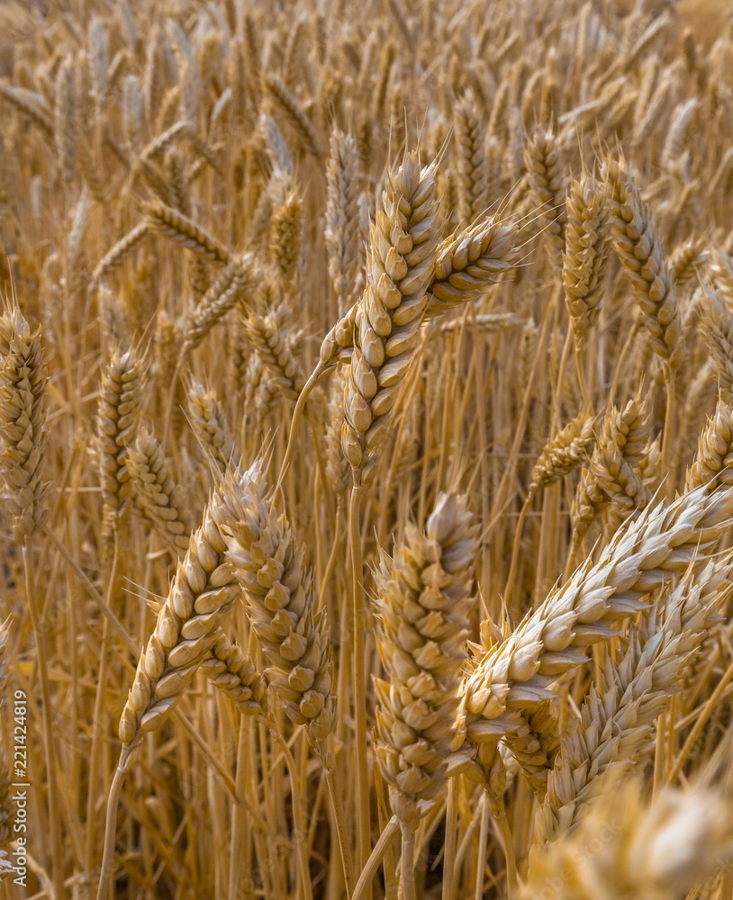 Fototapeta premium Ripe wheat. Harvest of bread. Ears. Wheat in the south of Russia, Stavropol Territory. A large species of ears.