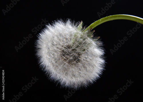 Fototapeta Naklejka Na Ścianę i Meble -  Dandelion close-up. Seedling.