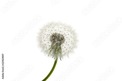 Dandelion close-up. Air beautiful Bud on a light background.