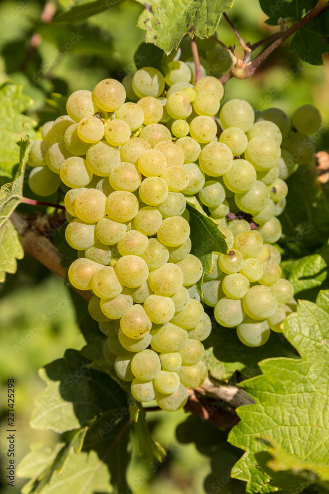 Reben an einem Weinstock an der Mosel Reben an einem Weinstock an der Mosel