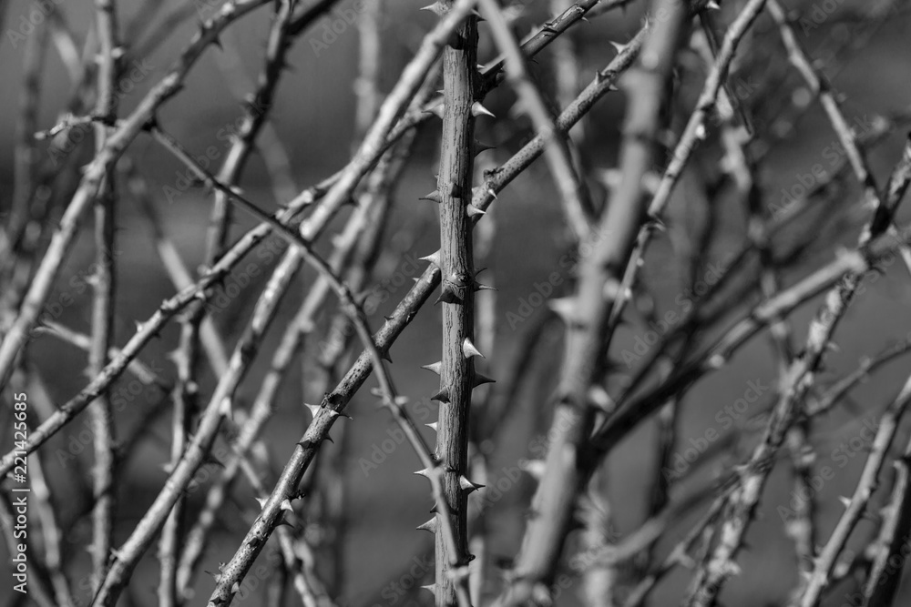 A monochrome image thorny branches closeup. Thorns. A monochrome image thorny branches closeup. Thorns.