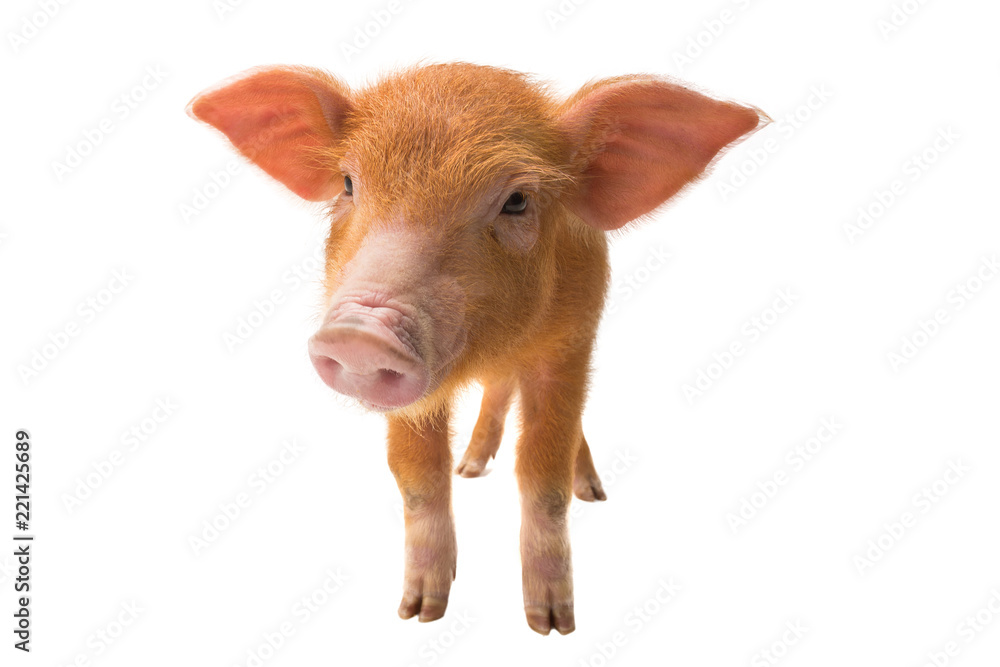 Fototapeta premium piglet isolated