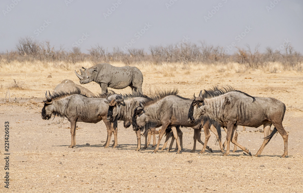 Fototapeta premium Blue Wildebeest