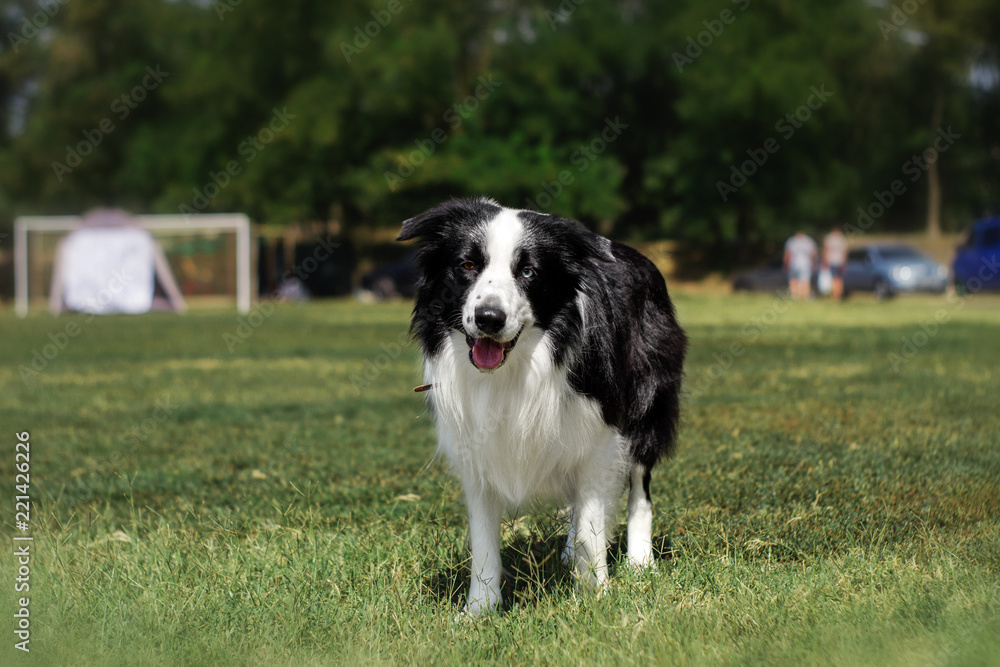 Border Collie Dog on a Green Lawn