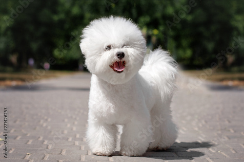Canvastavla bichon frise puppy cute portrait walk