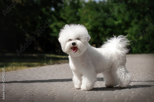 Valokuva bichon frise puppy cute portrait in park