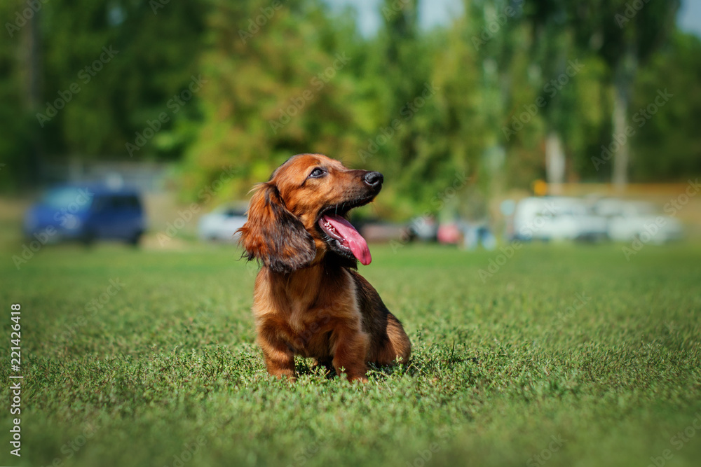 funny dachshund puppy cute yawning on a green lawn