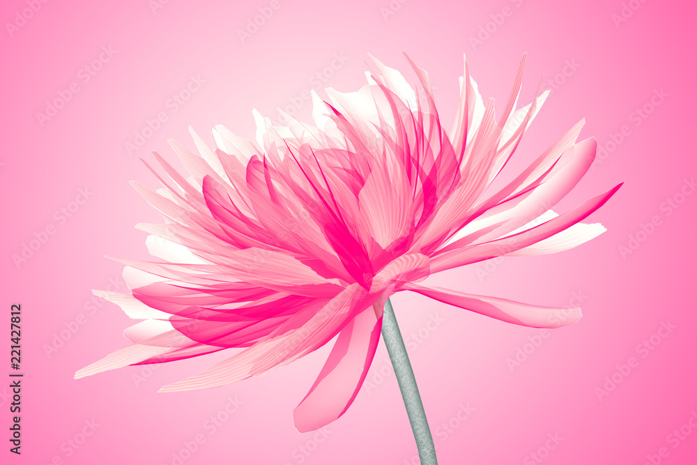 x-ray image of a flower isolated on pink , the Dahlia