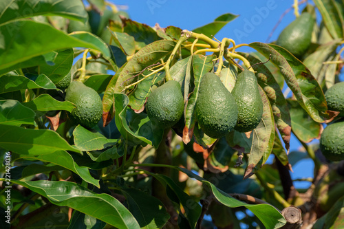 Seasonal harvest of green orgaic avocado, tropical green avocadoes riping on big tree photo