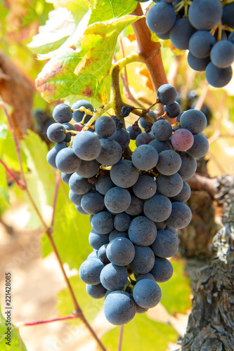 French red and rose wine grapes plant, growing on ochre mineral soil, new harvest of wine grape in France, Vaucluse Luberon AOP domain or chateau vineyard close up photo