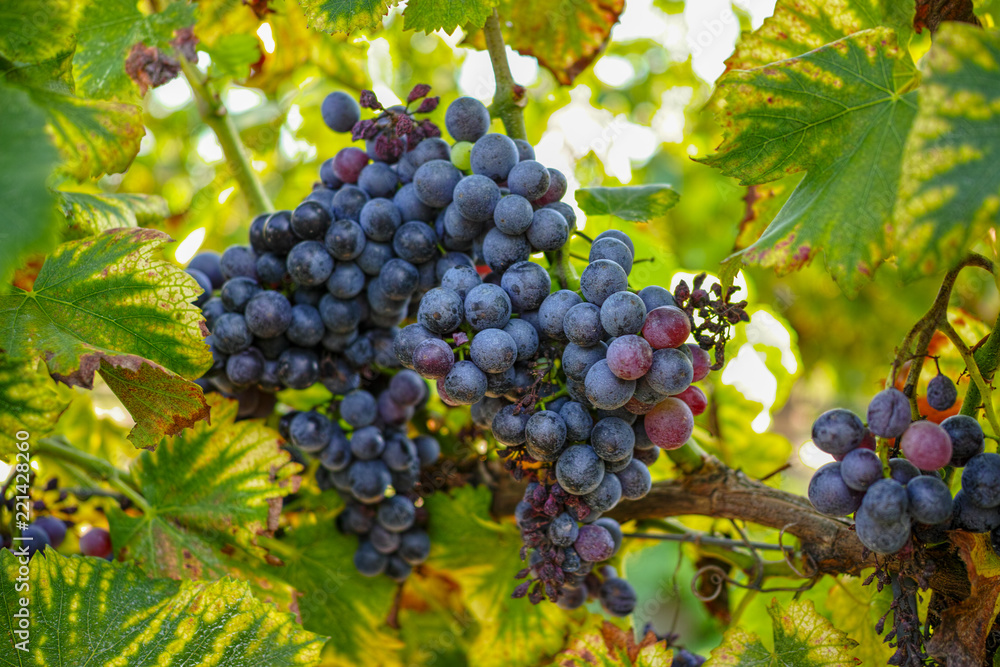 French red and rose wine grapes plant, first new harvest of wine grape in France on domain or chateau vineyard close up