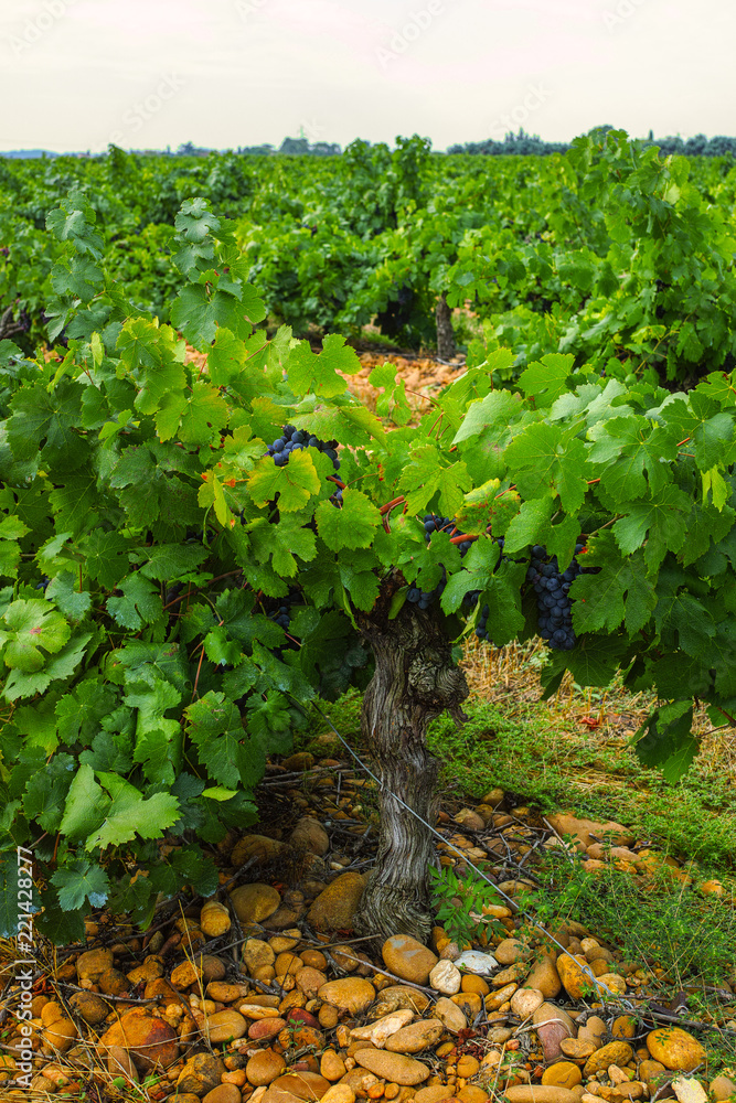 French red and rose wine grapes plant, first new harvest of wine grape in France, Costieres de Nimes AOP domain or chateau vineyard close up French red and rose wine grapes plant, first new harvest of wine grape in France, Costieres de Nimes AOP domain or chateau vineyard close up