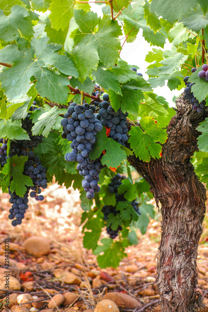 French red and rose wine grapes plant, first new harvest of wine grape in France, Costieres de Nimes AOP domain or chateau vineyard close up