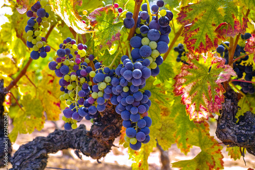 French red and rose wine grapes plant, growing on ochre mineral soil, new harvest of wine grape in France, Vaucluse Luberon AOP domain or chateau vineyard close up photo