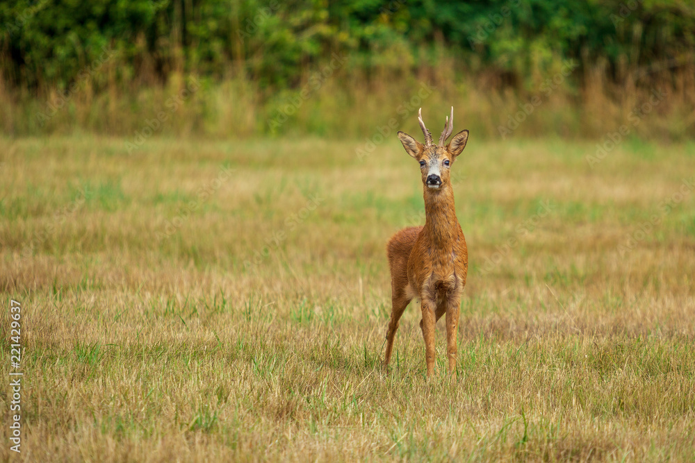 Obraz premium Nyfiken rådjursbock på en åker