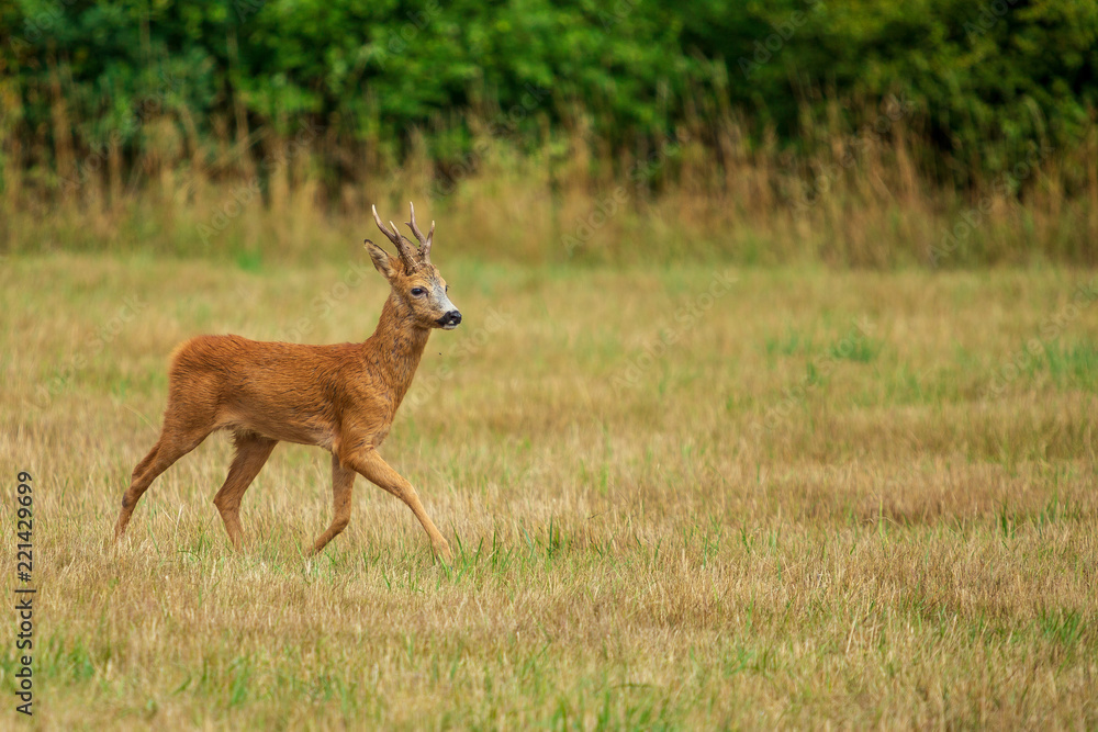 Obraz premium Nyfiken rådjursbock på en åker