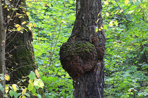 On a birch tree (Latin Inonotus obliquus) a black birch chaga (Trutovik skoshen or Inonotus inclined (Latin Inonotus obliquus)). Used to prevent a tumor and gastritis. Selective focus, space for text. photo