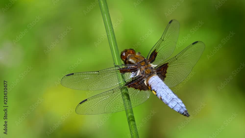 Broad-bodied chaser (Libellula depressa) Broad-bodied chaser (Libellula depressa)