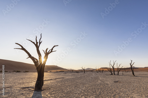 Africa, Namibia, Namib-Naukluft National Park, Deadvlei, dead acacia trees in clay pan
