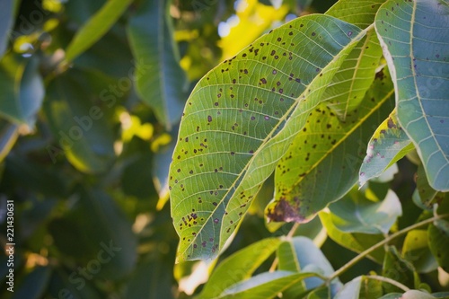 Konstfotografi Walnut anthracnose or walnut black spot - Gnomonia (Ophiognomonia) leptostyla, f