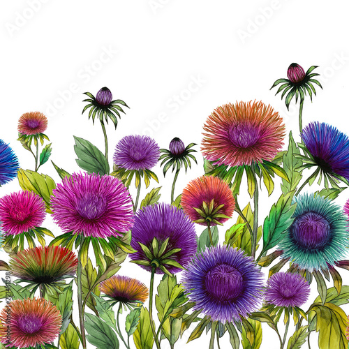 Beautiful aster flowers with green leaves on white background. Seamless flora...