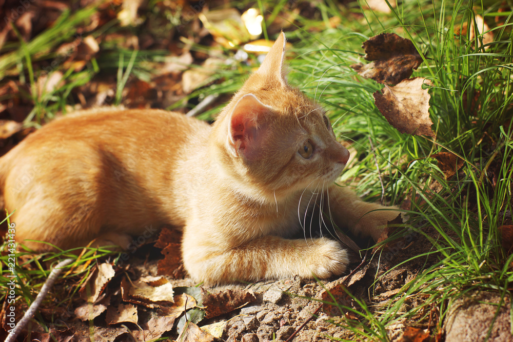 Red-haired kitten lies in the grass with fallen leaves in autumn Red-haired kitten lies in the grass with fallen leaves in autumn