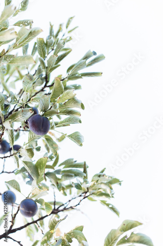Ripe plums on tree branch. View of fresh organic fruits with green leaves on plum tree branch in the fruit garden. Bright minimalism photo