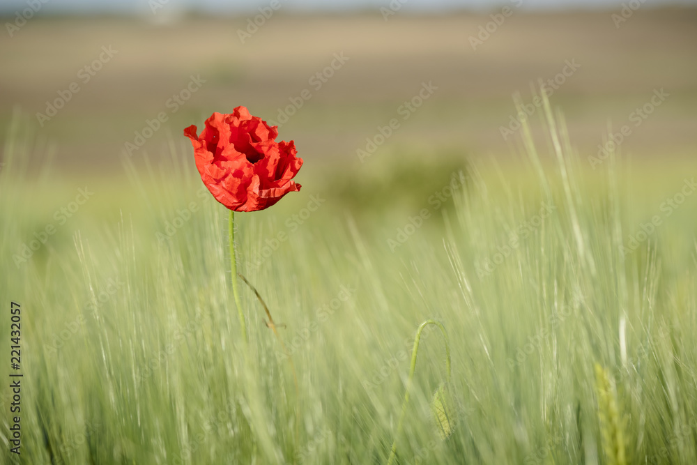 single poppy on a wheat field , blurry background. single poppy on a wheat field , blurry background.