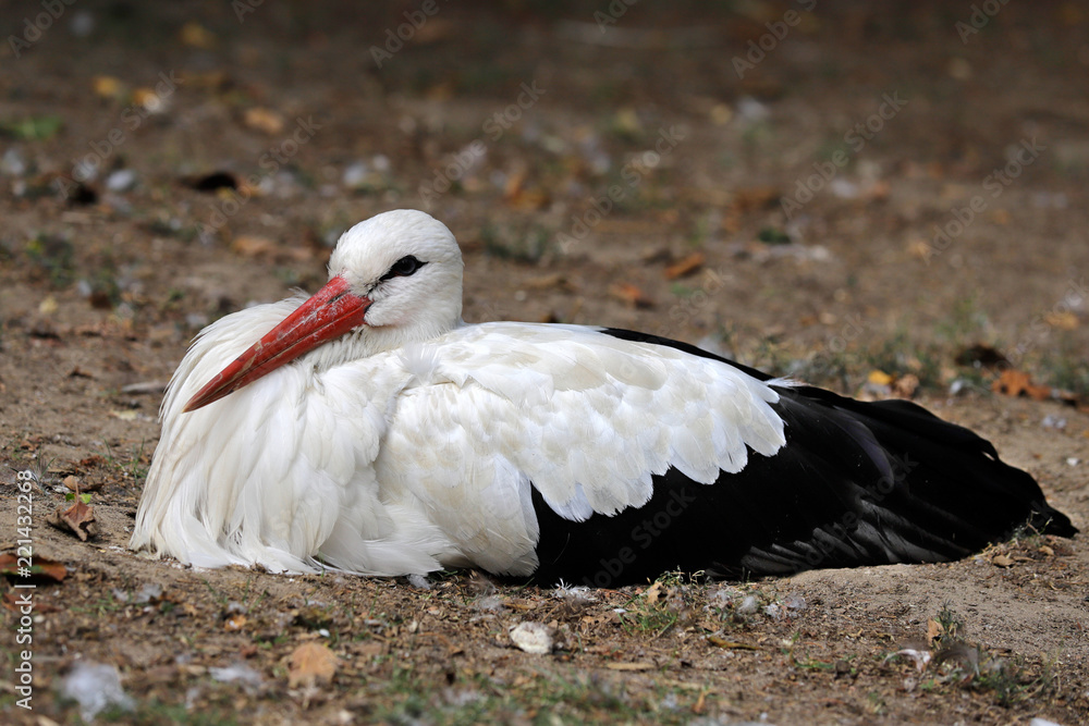 Fototapeta premium Portrait of white stork is a large wading bird in the stork family Ciconiidae