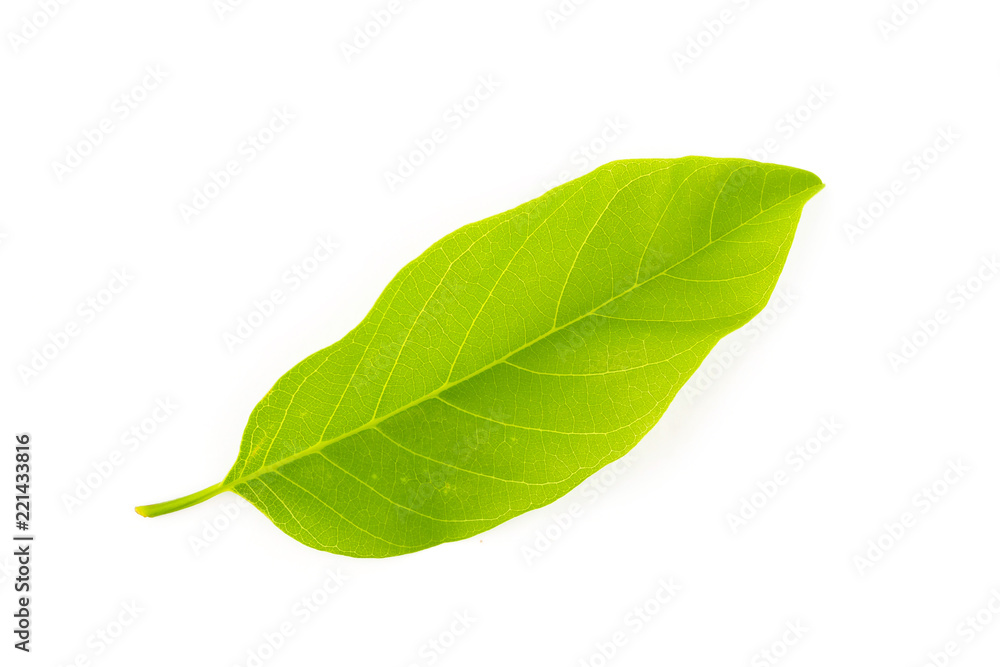 Obraz premium Green leaves nature on white background