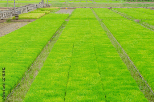 Rice seedlings in the fields