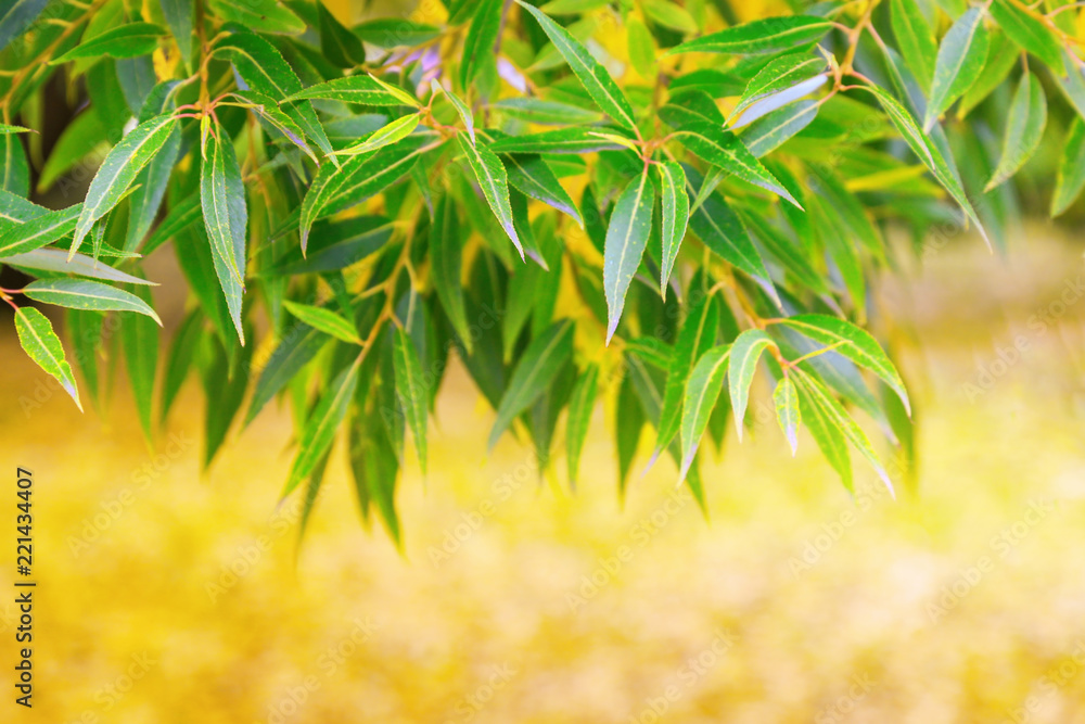 Autumn foliage willow on blurred background. Copy space. Soft focus. Yellow leaves with bokeh. Autumn foliage willow on blurred background. Copy space. Soft focus. Yellow leaves with bokeh.