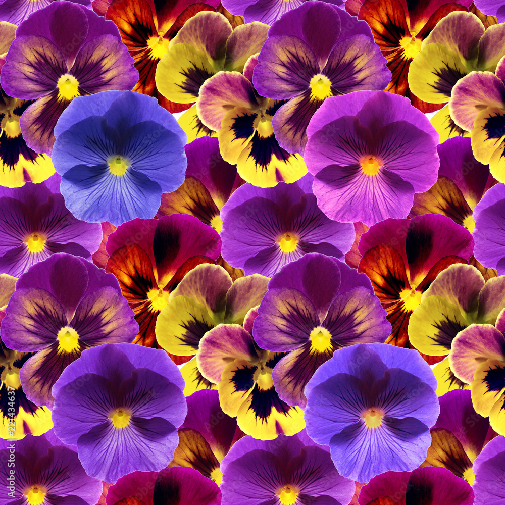 Floral seamless pattern with colorful viola flowers