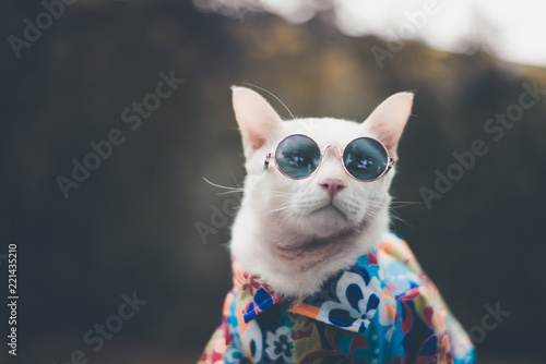 Fototapeta Naklejka Na Ścianę i Meble -  Portrait of Hipster White Cat wearing sunglasses  and shirt,animal  fashion concept.