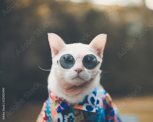 Portrait of Hipster White Cat wearing sunglasses  and shirt,animal  fashion concept.