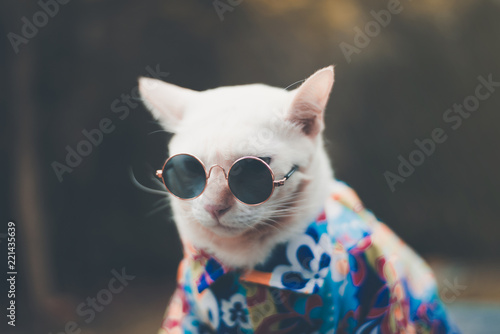 Fototapeta Naklejka Na Ścianę i Meble -  Portrait of Hipster White Cat wearing sunglasses  and shirt,animal  fashion concept.