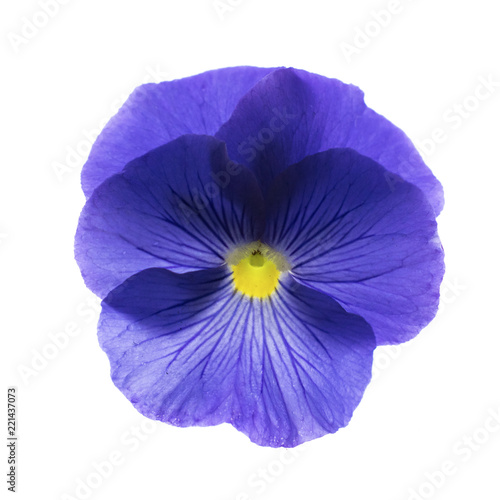 blue single pansy flower blossom isolated on white background © annettbro