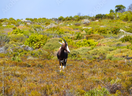 Bontebok Antelope photo