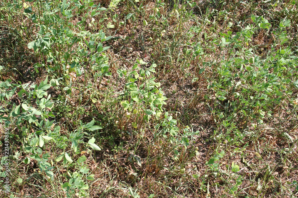 Alfalfa field damaged by drought. Close-up of damaged Medicago Sativa plant Alfalfa field damaged by drought. Close-up of damaged Medicago Sativa plant