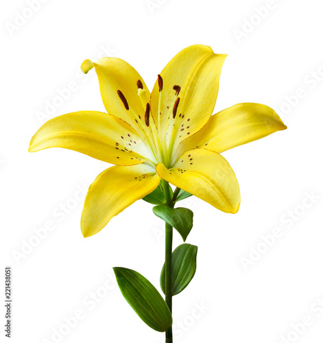 Beautiful yellow lily on a white background. Isolated on white background a lily flower with a stem and leaves.