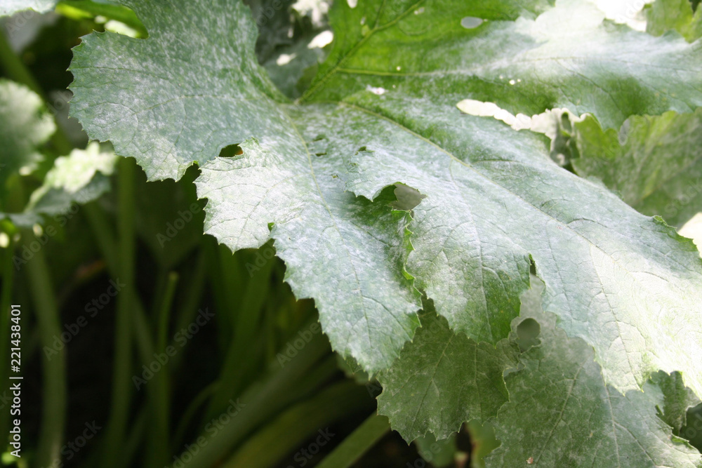 Powdery mildew on zucchini plant in the vegetable garden. Zucchini leaves damaged by illness