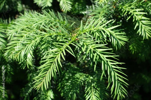 Lush foliage of Taxus baccate in spring