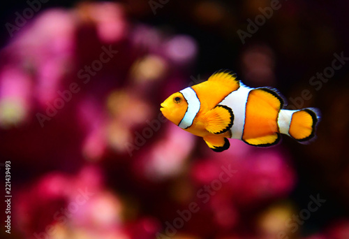 Fototapete Clown fish or anemone fish at underwater