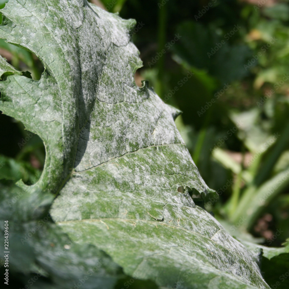 Powdery mildew on zucchini plant in the vegetable garden. Zucchini