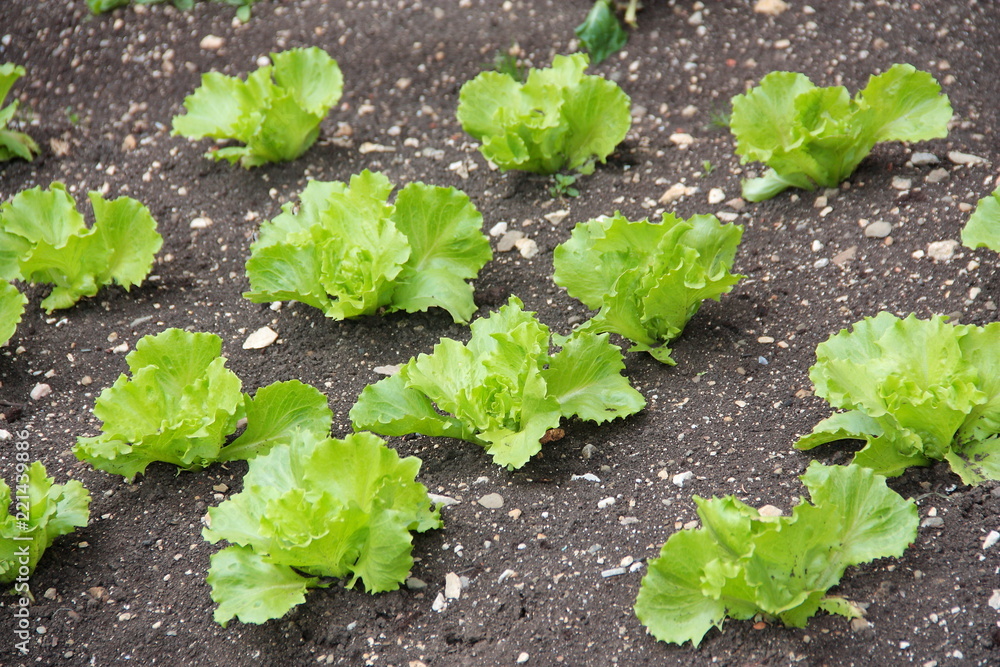 Lettuce in a home vegetable garden Lettuce in a home vegetable garden