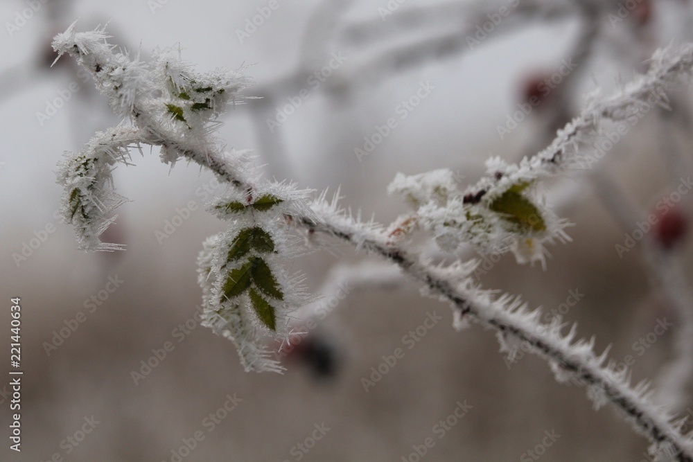 Frost on a branch