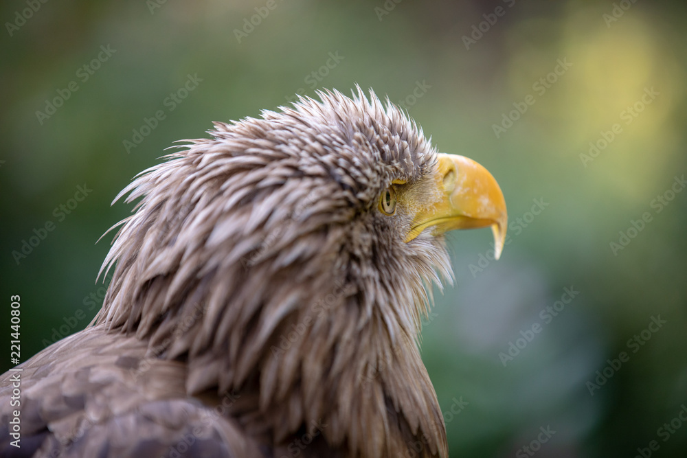 Fototapeta premium Adler