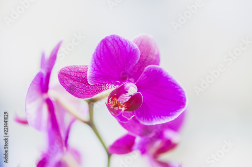 Orchid  e couleur fushia
