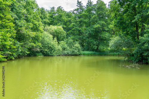 Natural untouched green lake