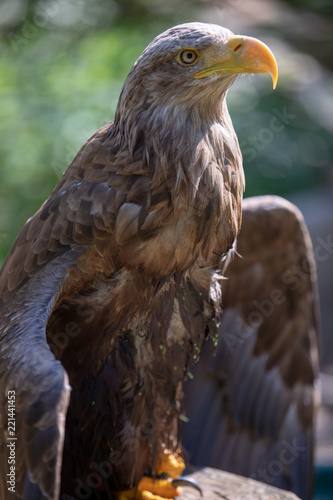 Adler
